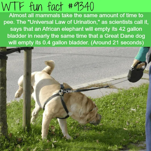 tumblr_pixu66QttV1roqv59o1_500.webp