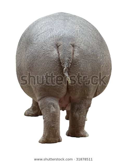 ELEPHANT.jpg