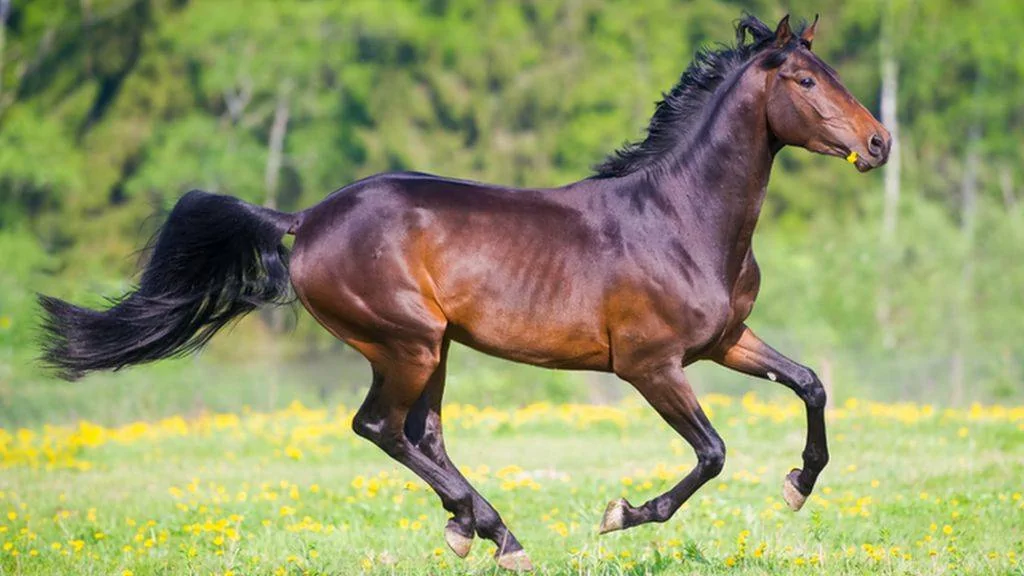 Horse.webp
