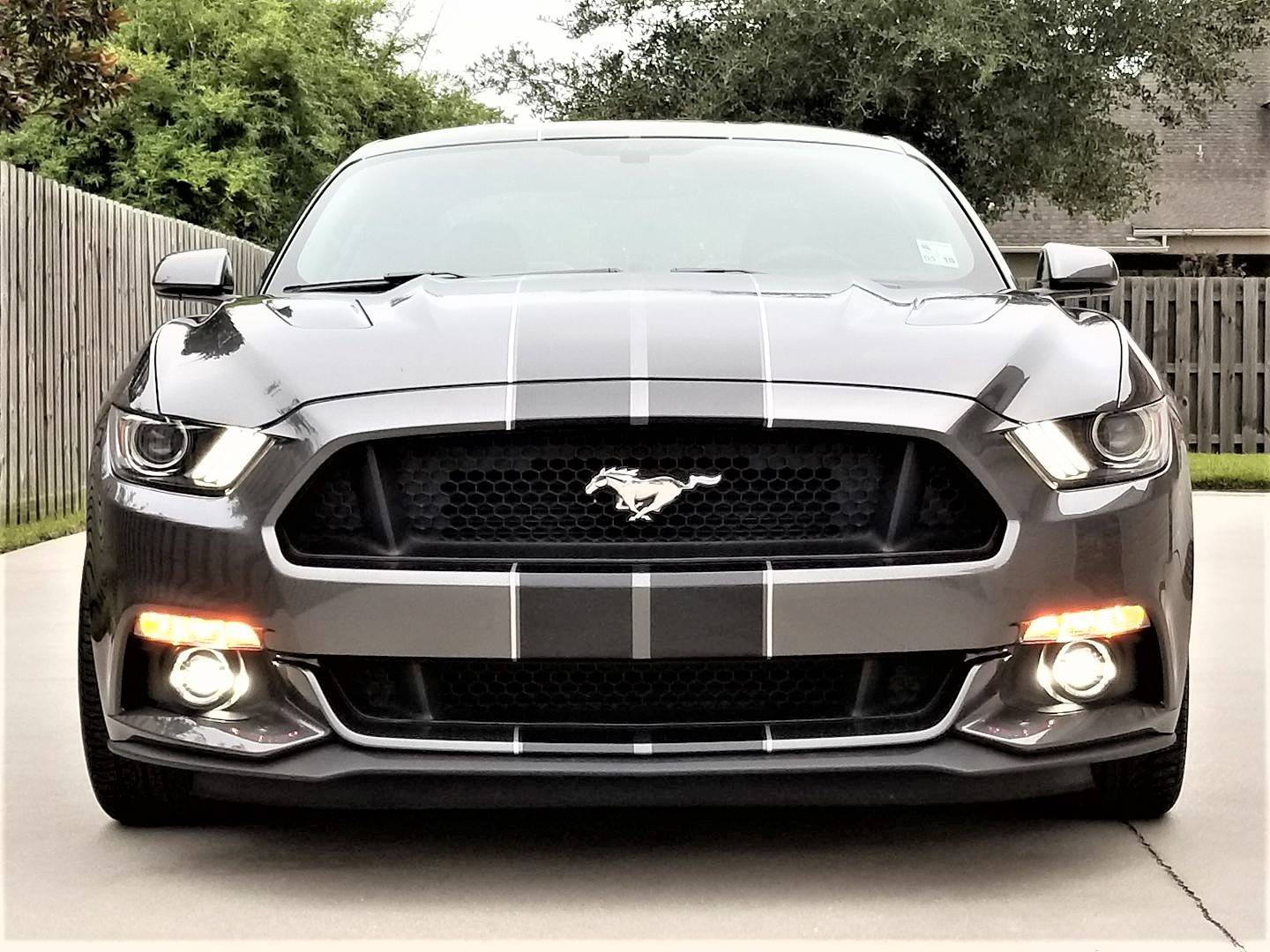 FEF.jpg