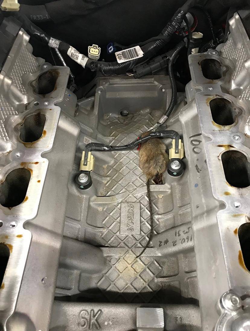 rat 2.jpeg