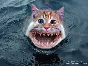 24-catshark_copy.webp