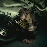 thumb_TrunkMonkey5_high.webp