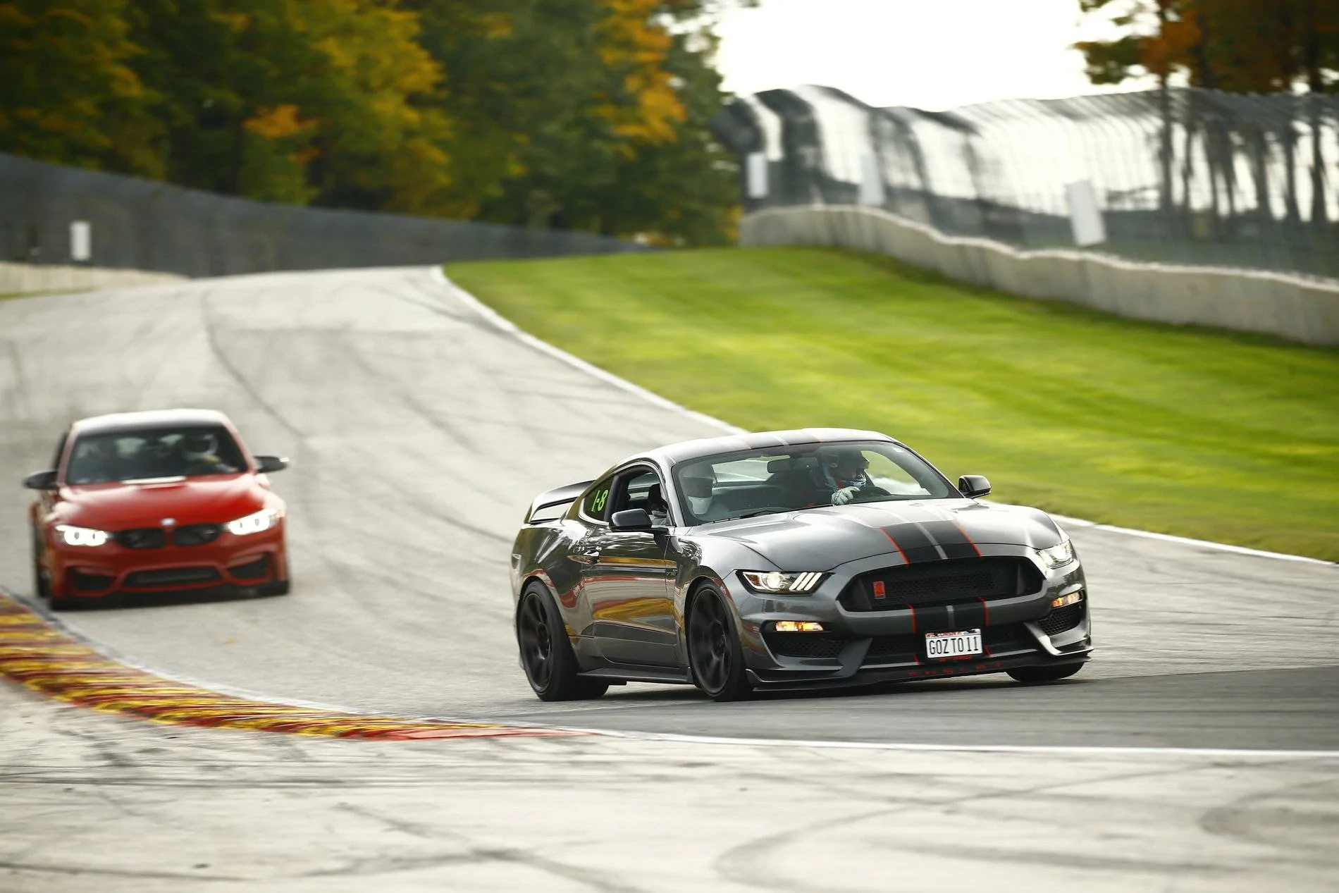 Shelby 3.webp