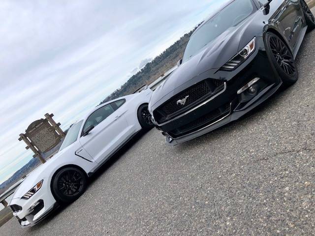 stang_3.jpg