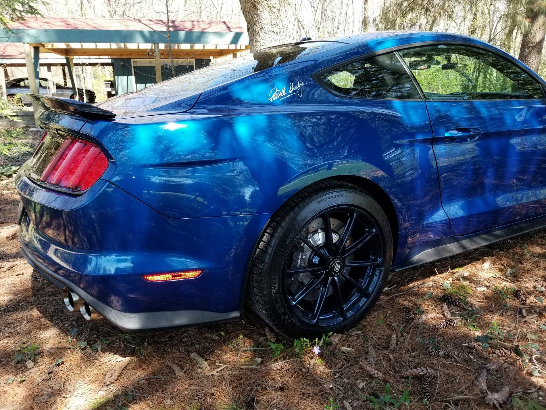 Shelby #4.jpg
