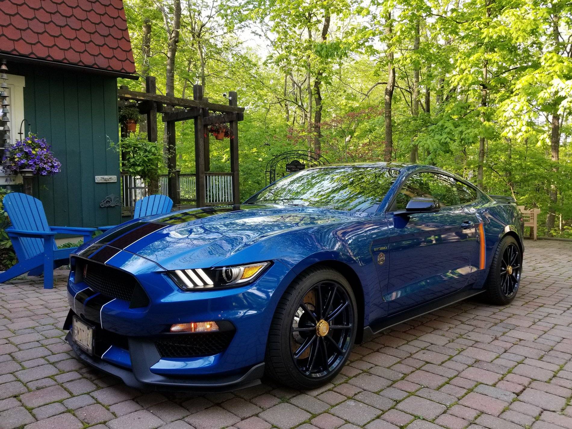 Shelby #8.jpg
