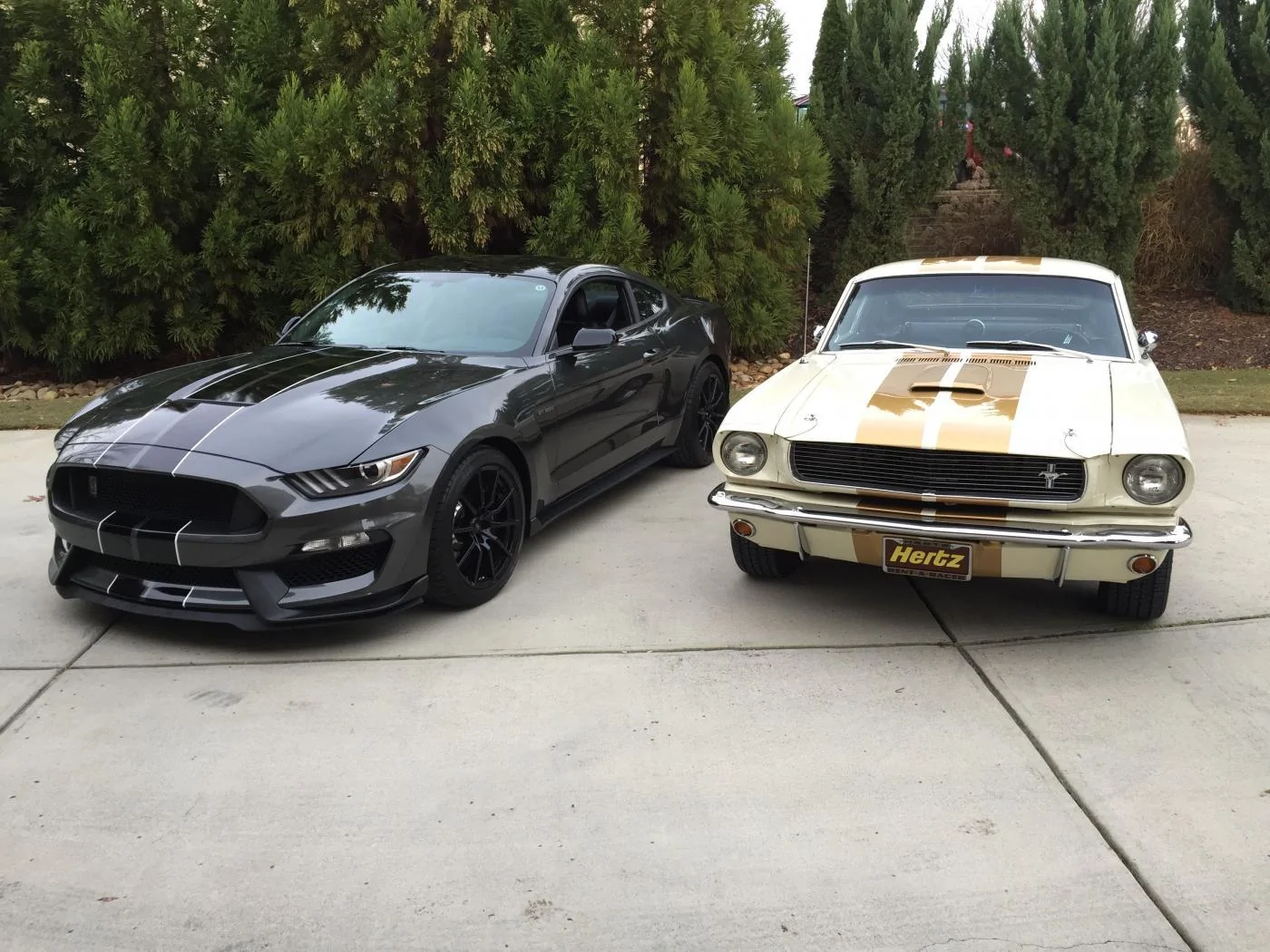 GT350 4.webp