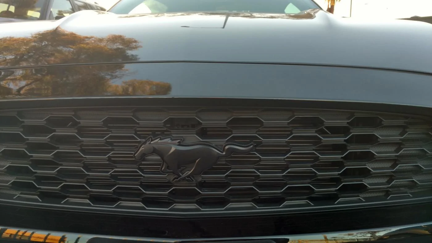 BlackPony1.webp