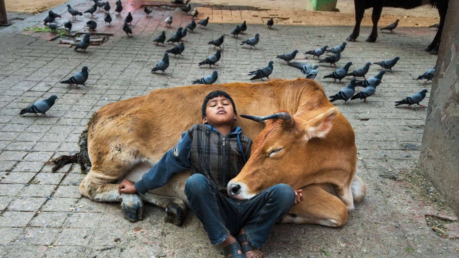 http%3A%2F%2Fcdn.cnn.com%2Fcnnnext%2Fdam%2Fassets%2F191021152945-fo-steve-mccurry-animals-p104.jpg