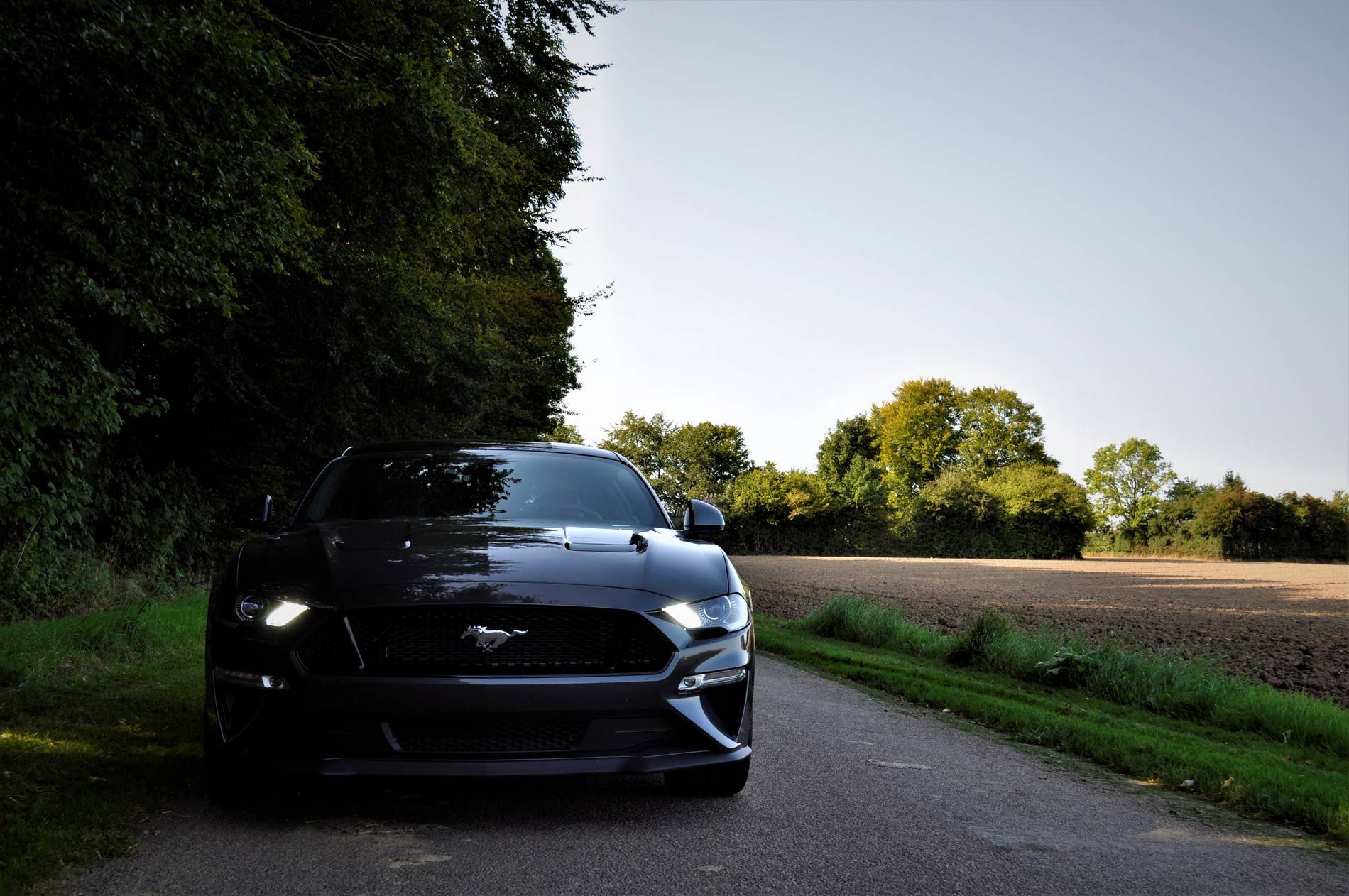 Mustang-3.jpg