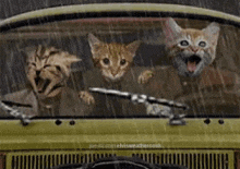 tenor.gif