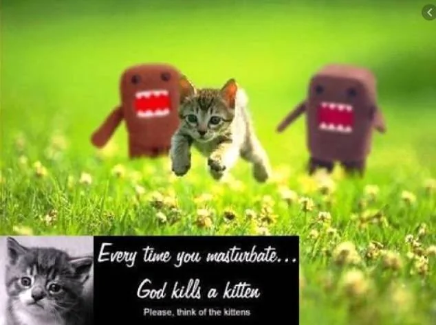 kitten.webp
