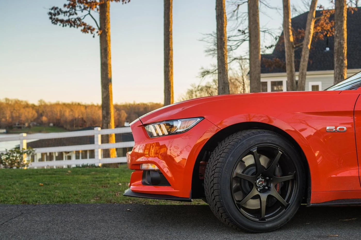 mustang3.webp