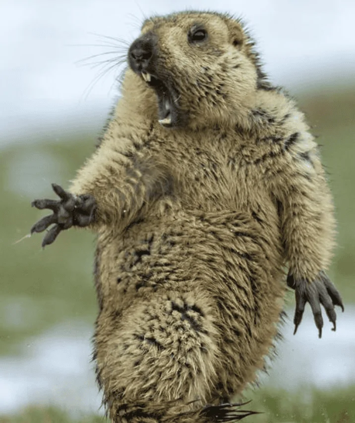 WTF Wood Chuck.webp