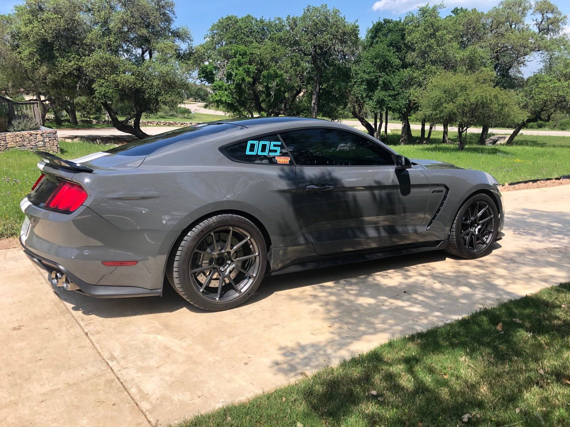Shelby 3.jpeg