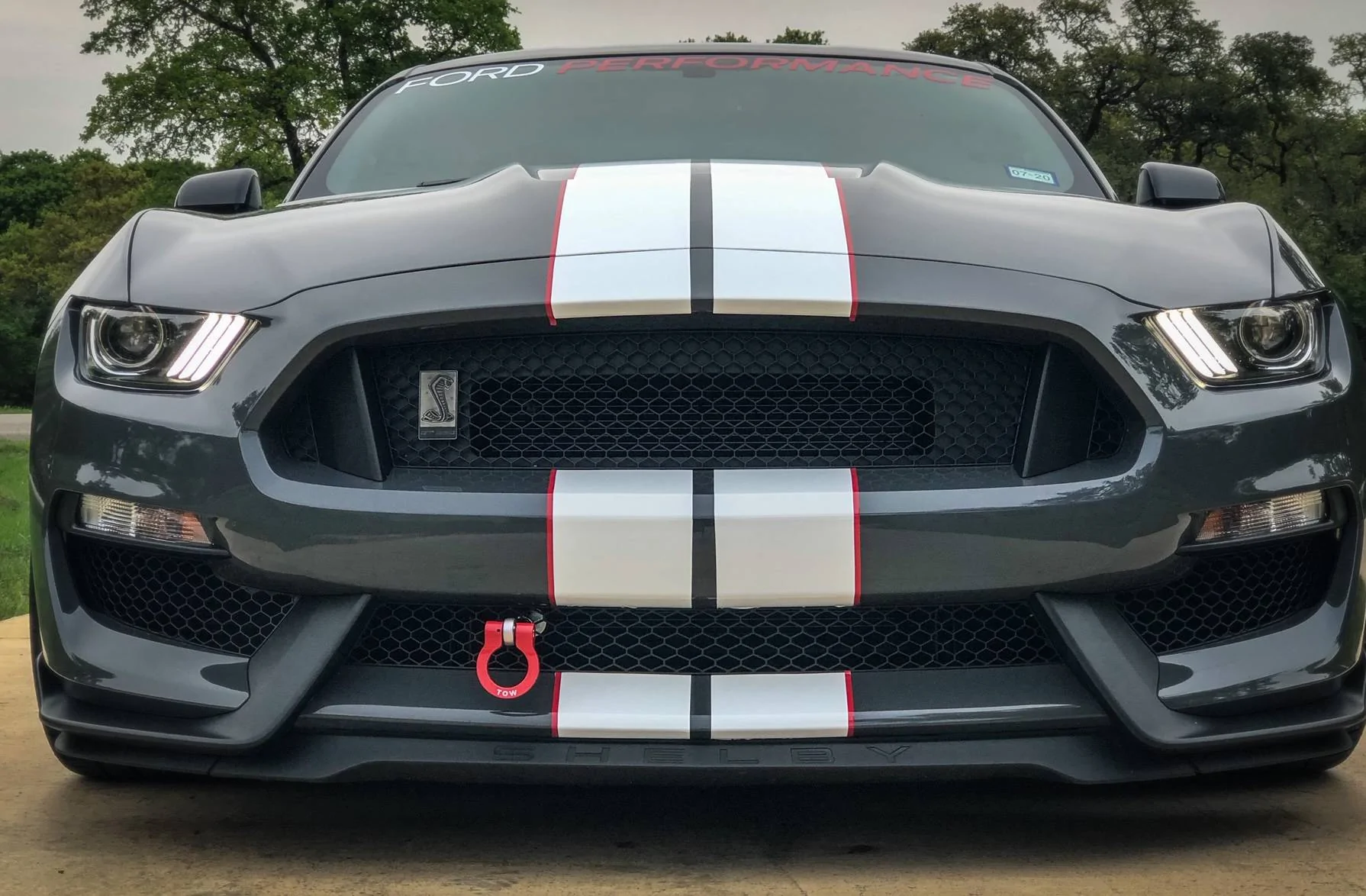 Shelby 4.jpeg