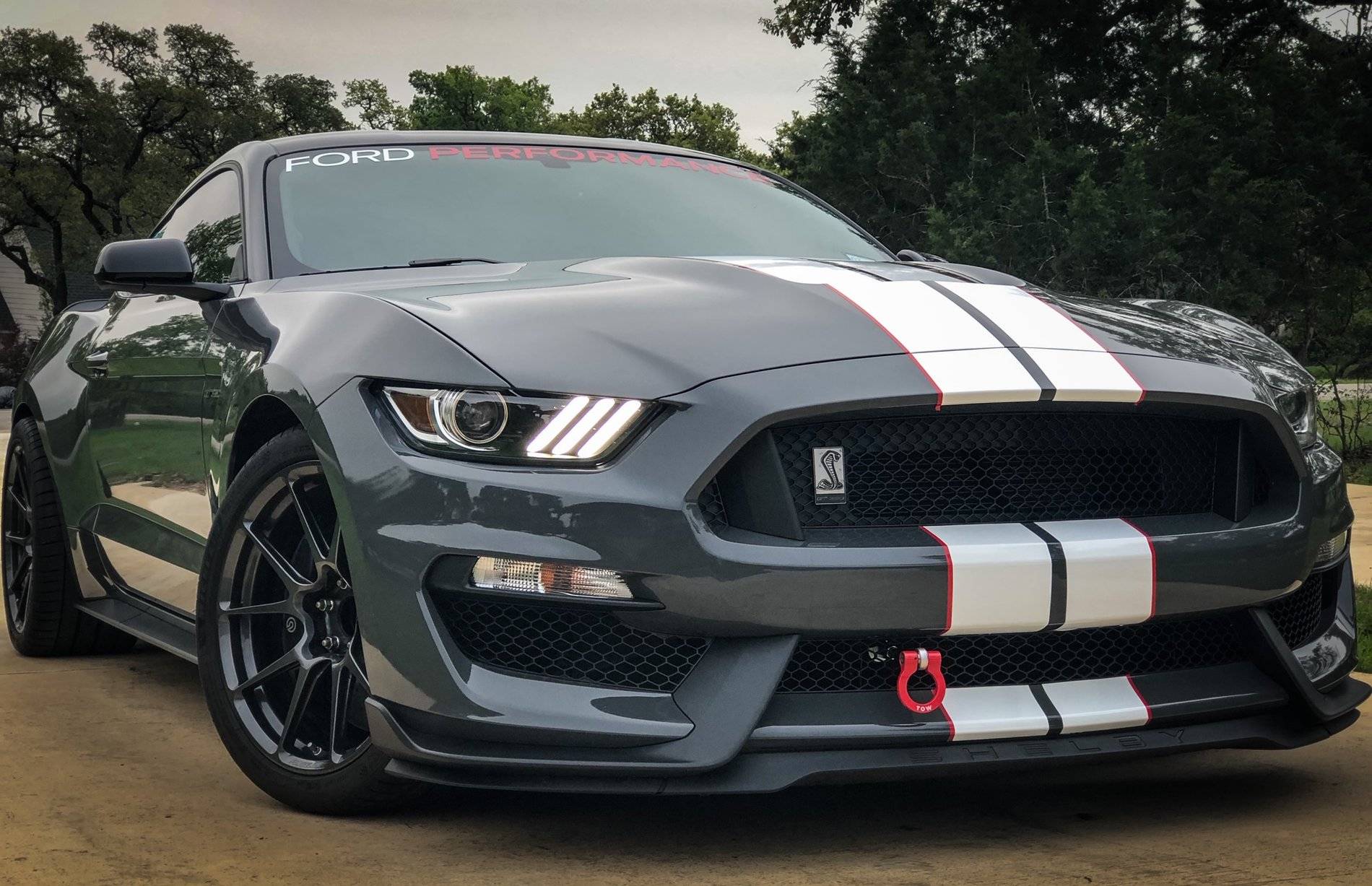 Shelby 5.jpeg