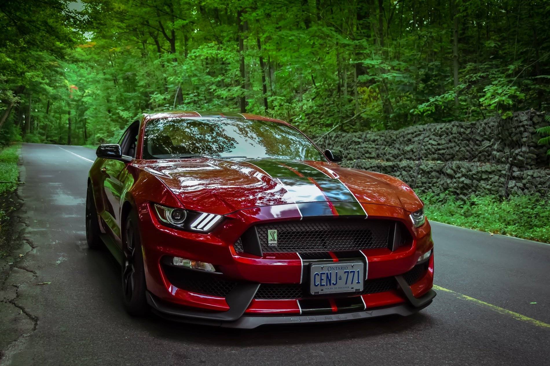 Shelby6.JPG