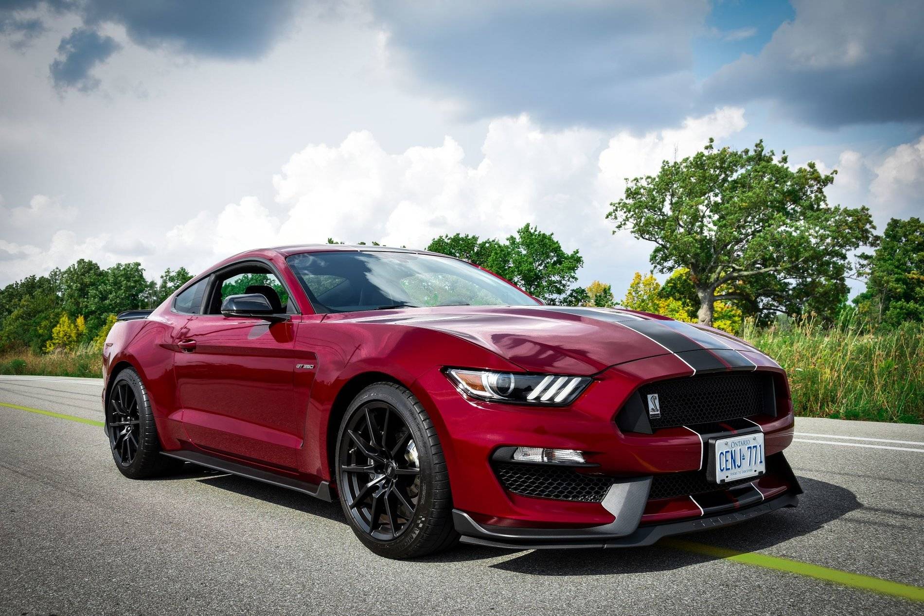 Shelby7.JPG