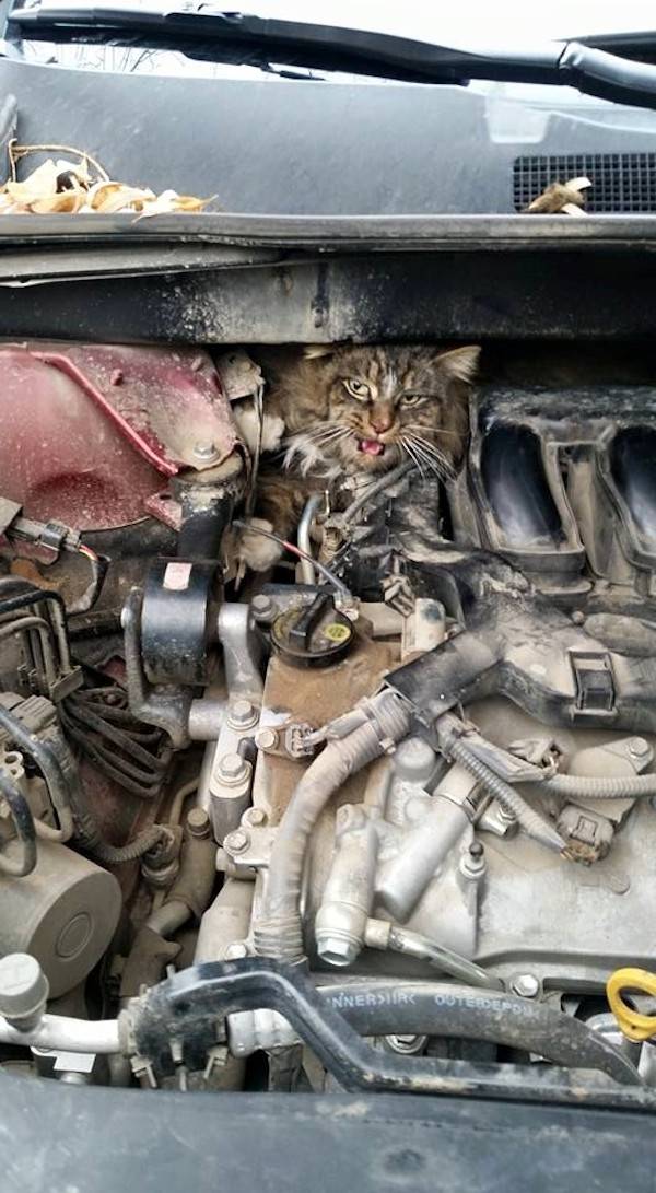 thomas-cat-2.jpg