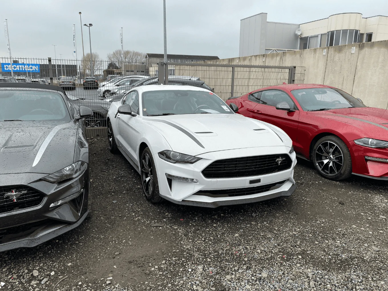 STANG aangepast.webp