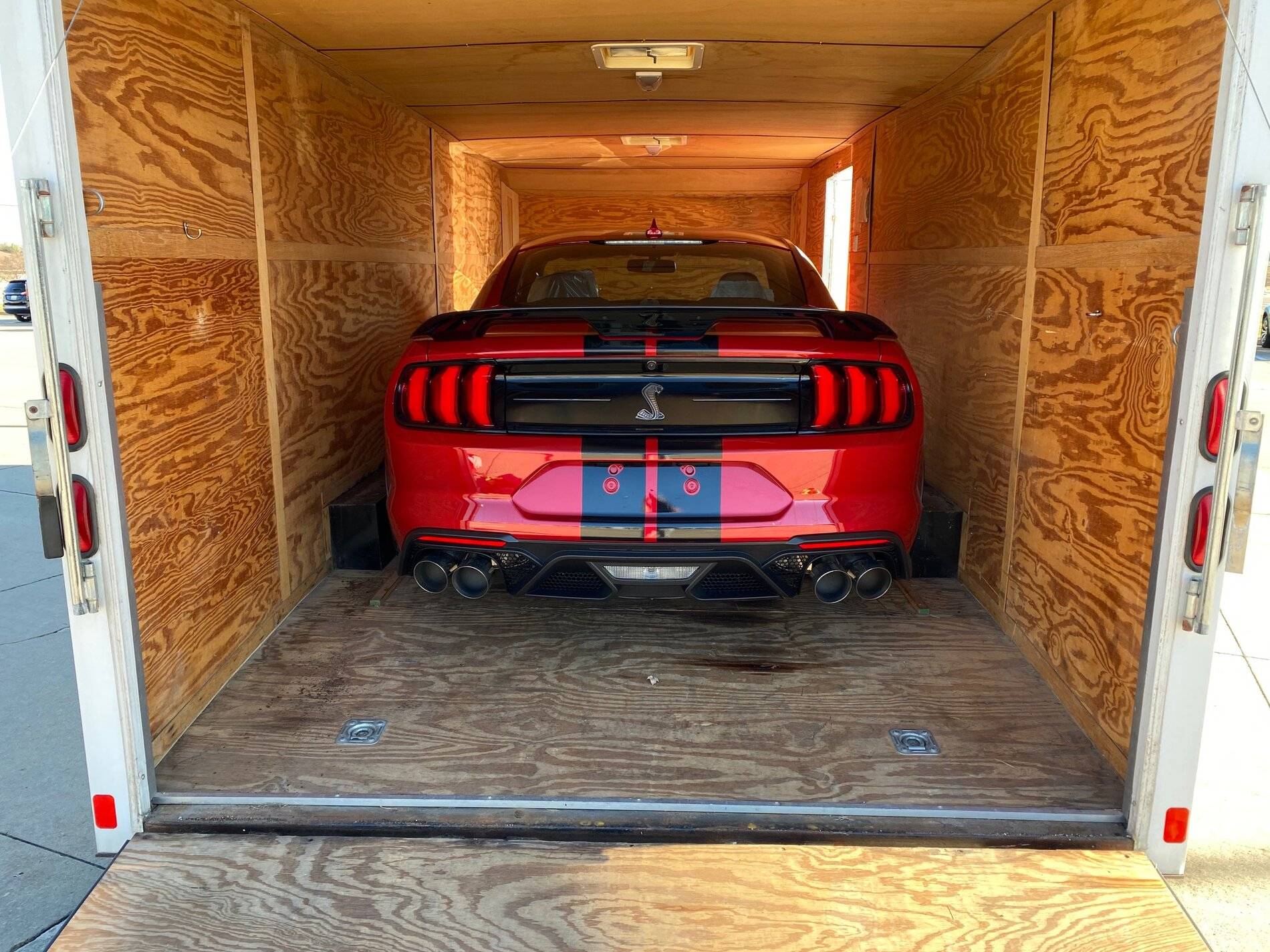 Shelby in Carrier.jpg