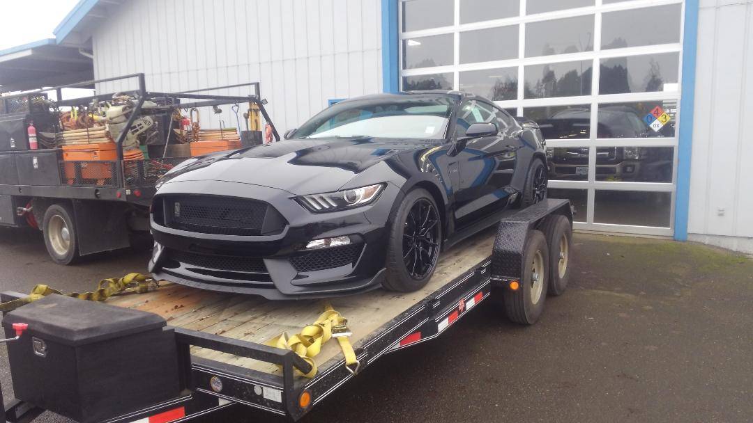 shelby 2.jpg
