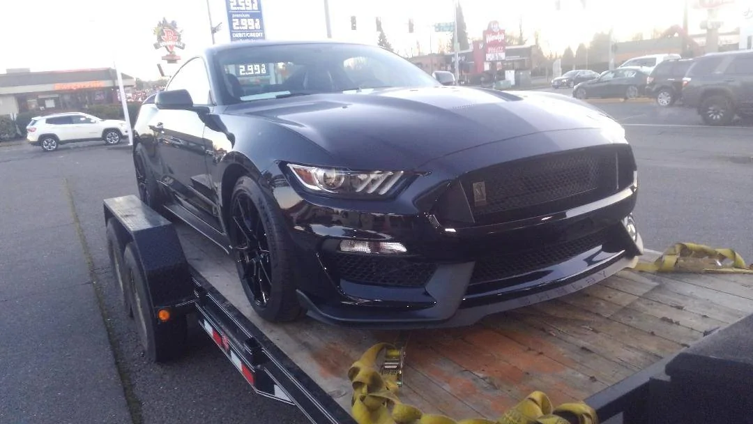 shelby1.webp