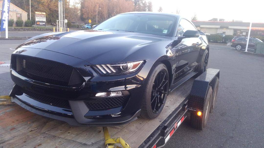 shelby4.jpg