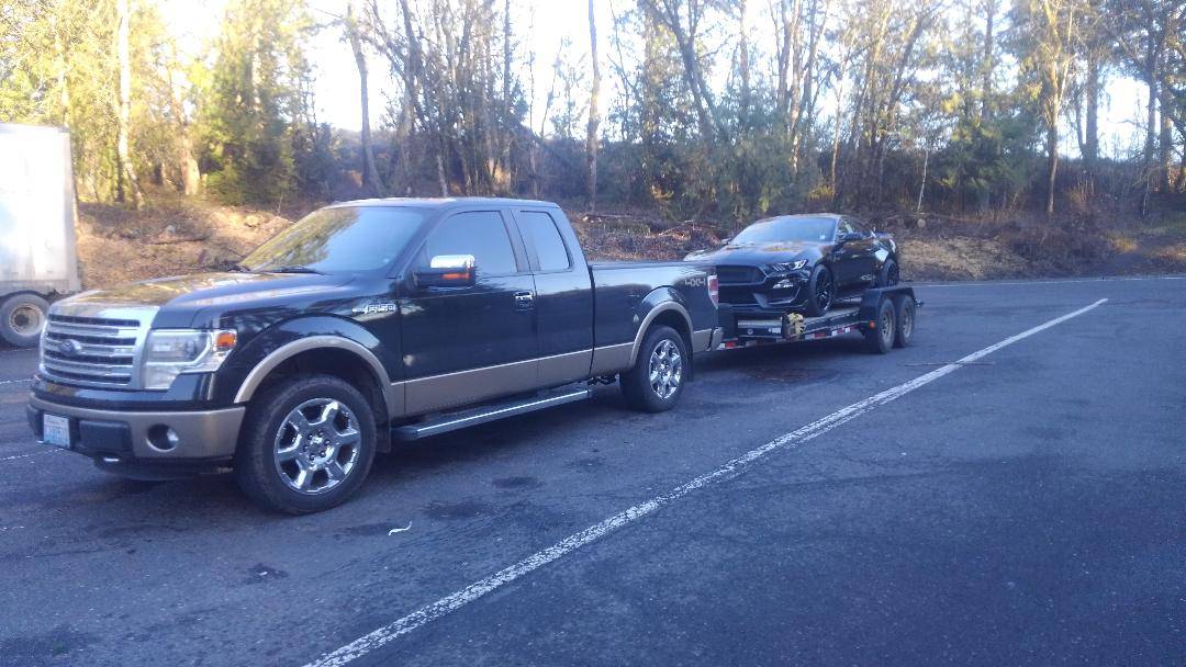 shelby5.jpg