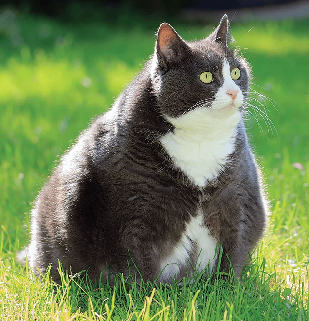 cat-obesity.webp