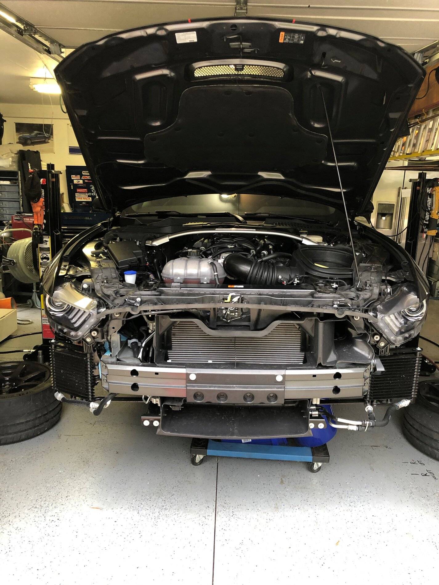 Shelby No Bumper.jpg