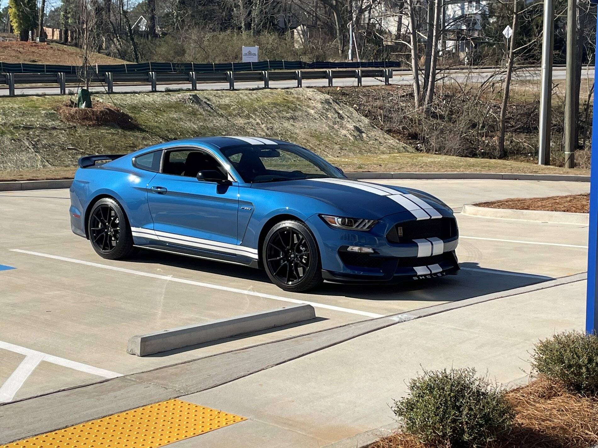Shelby (light).jpg