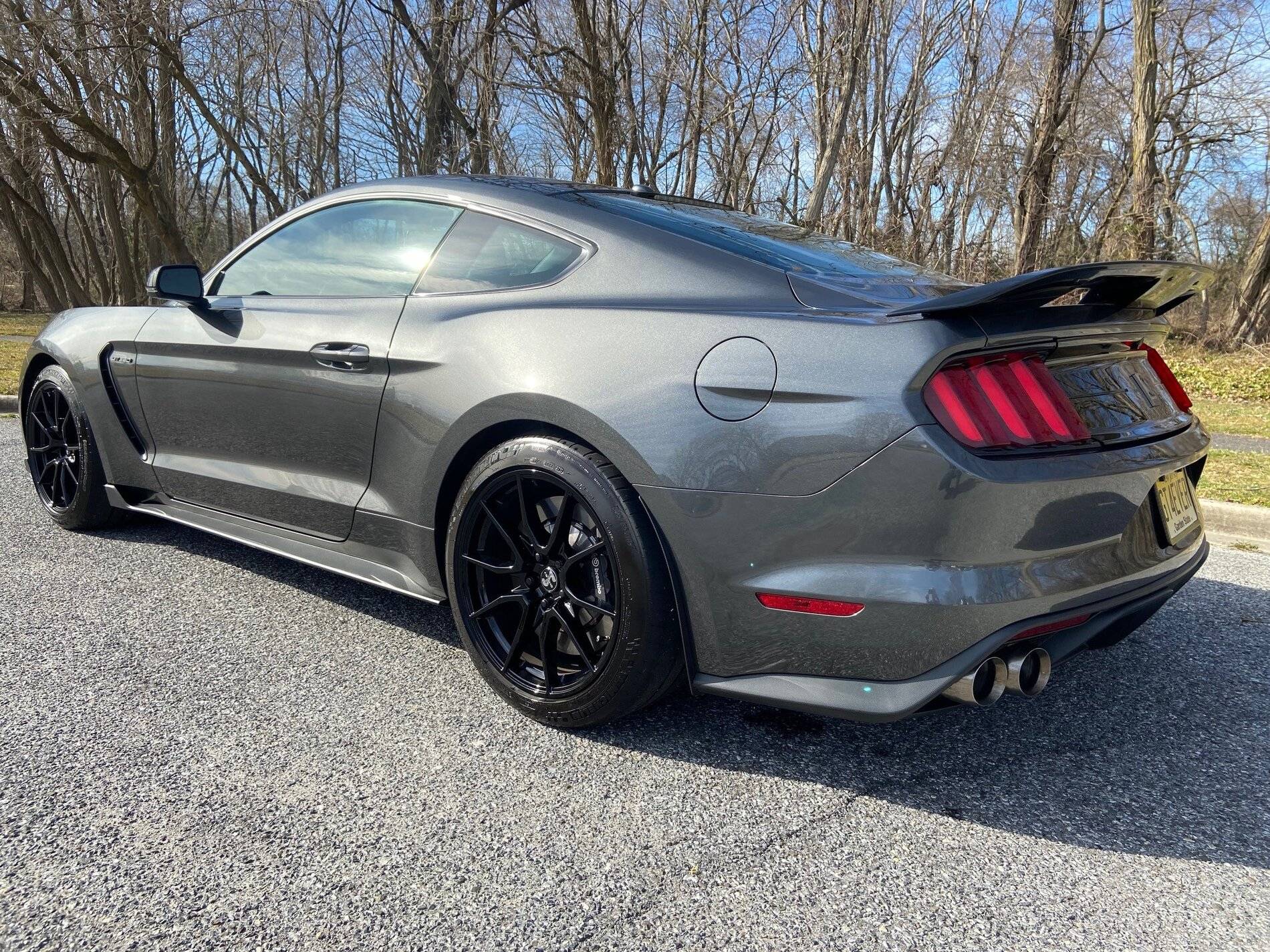 Shelby - Rear Side.jpg