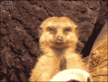 F5D95ED0-EE34-4DD4-AF04-28F3D4F5F560.gif