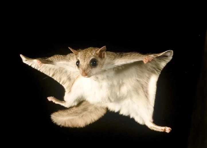 Southern Flying Squirrel 3344 .webp
