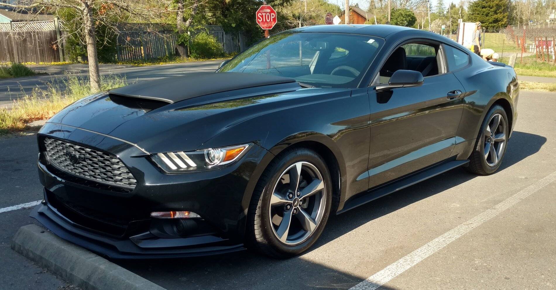 mustang_puppy_EB.jpg