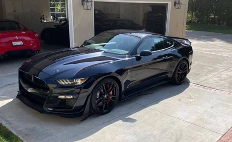 Shelby no stripes.webp