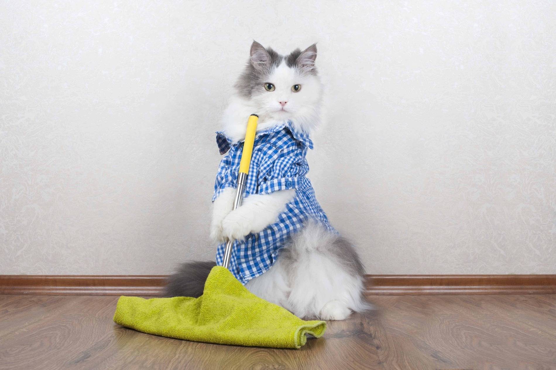 Cleanyourcattoys.jpg