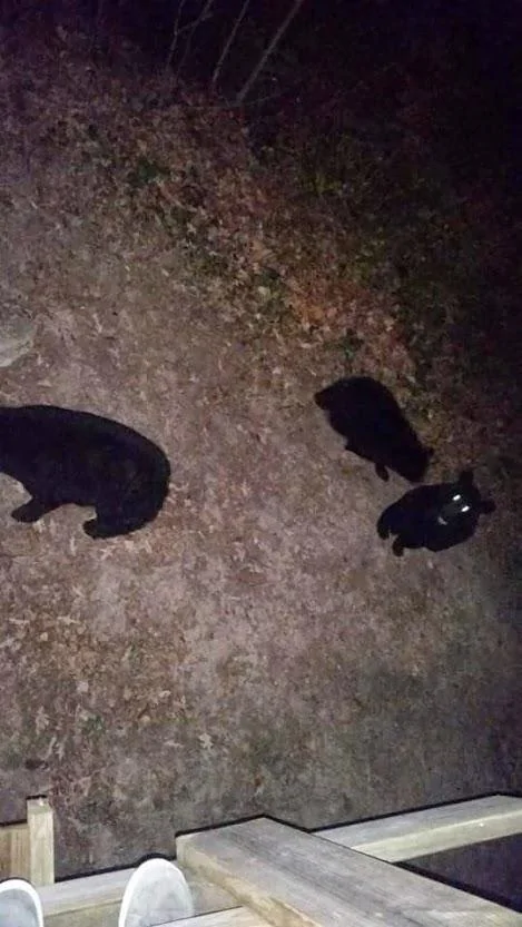 bears.webp