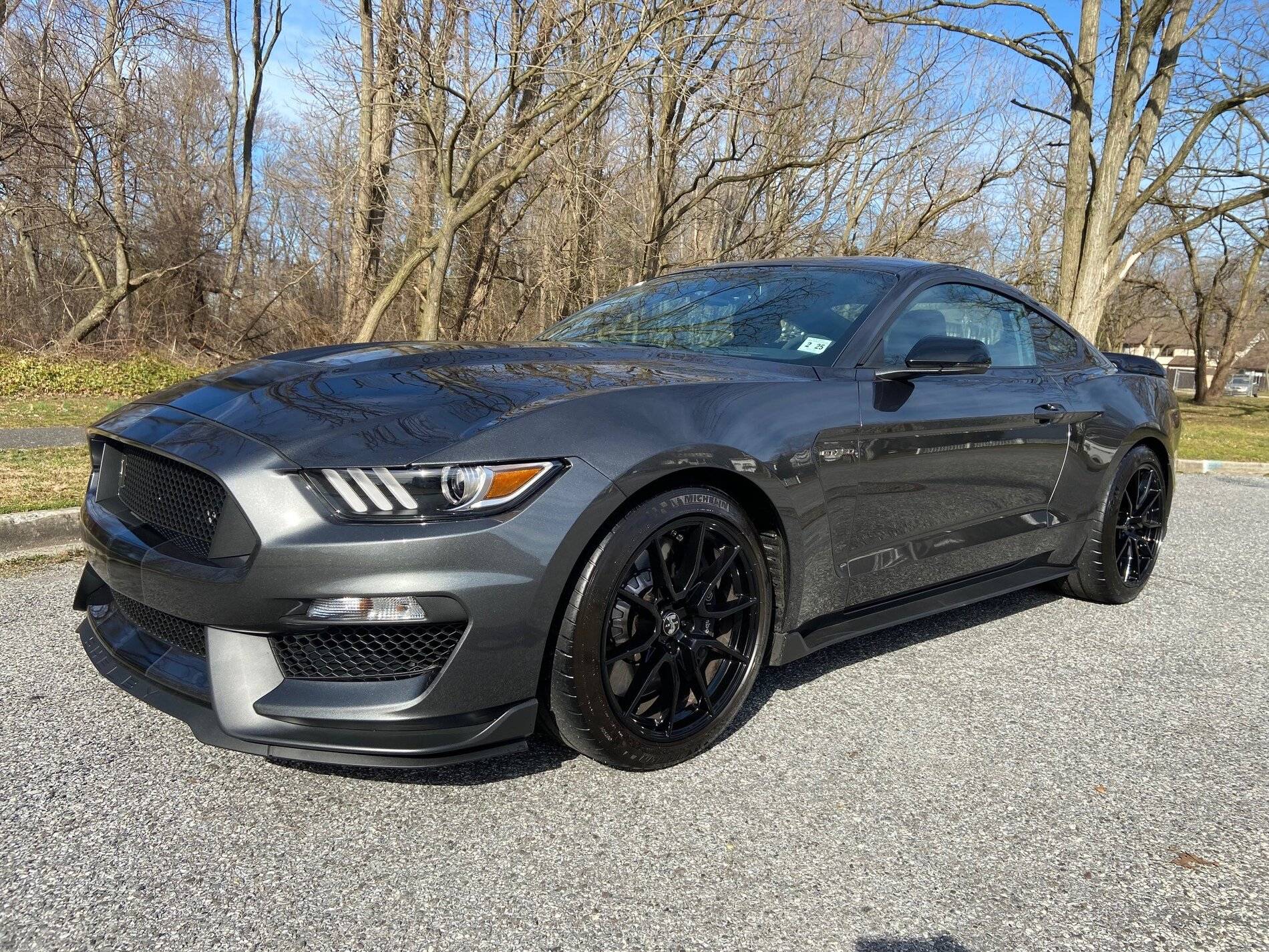 Shelby - Front Side.jpg