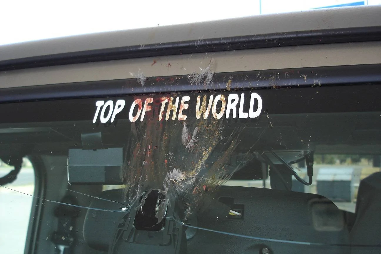 Bird Strike.webp