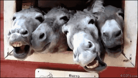 1624401778836.gif