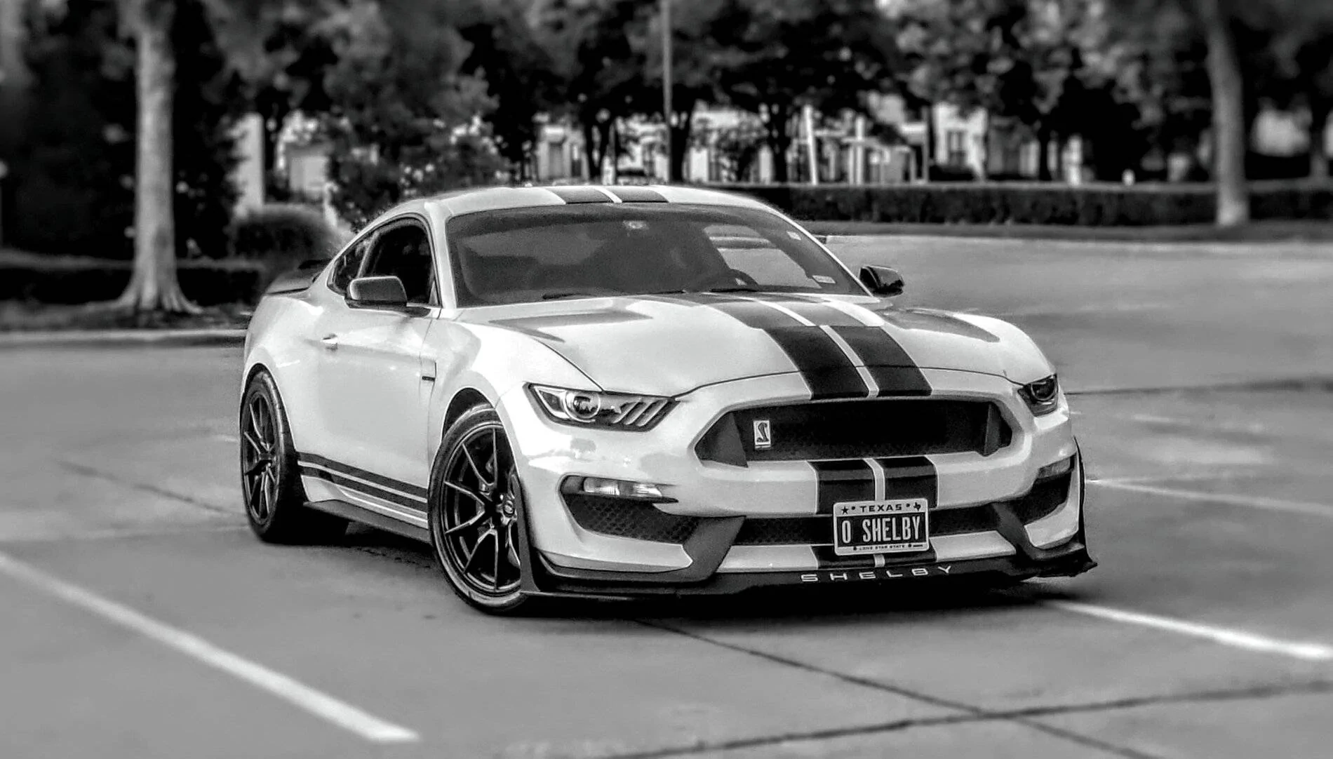 0 SHELBY.webp