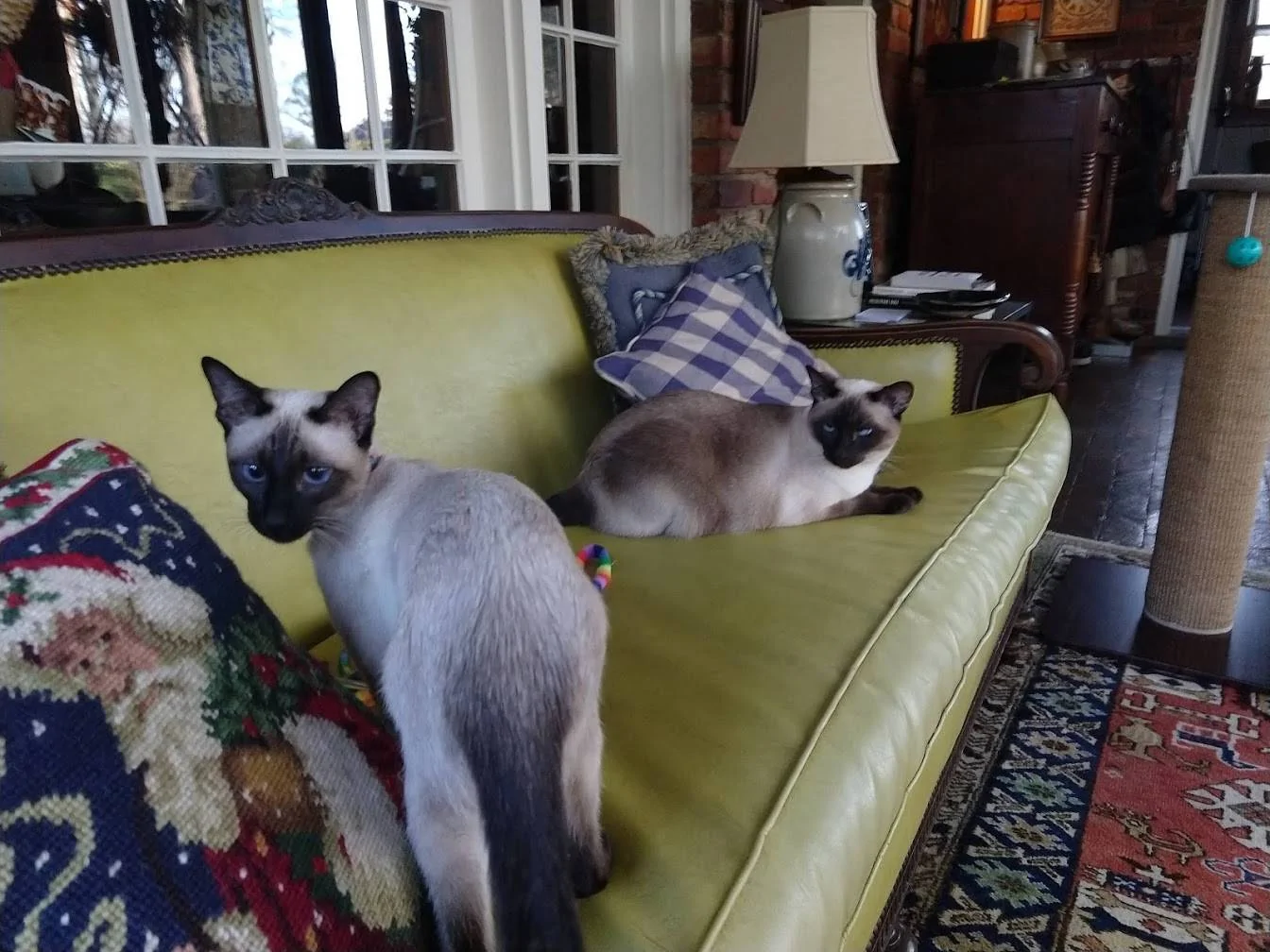 Maggie and Kittie.webp
