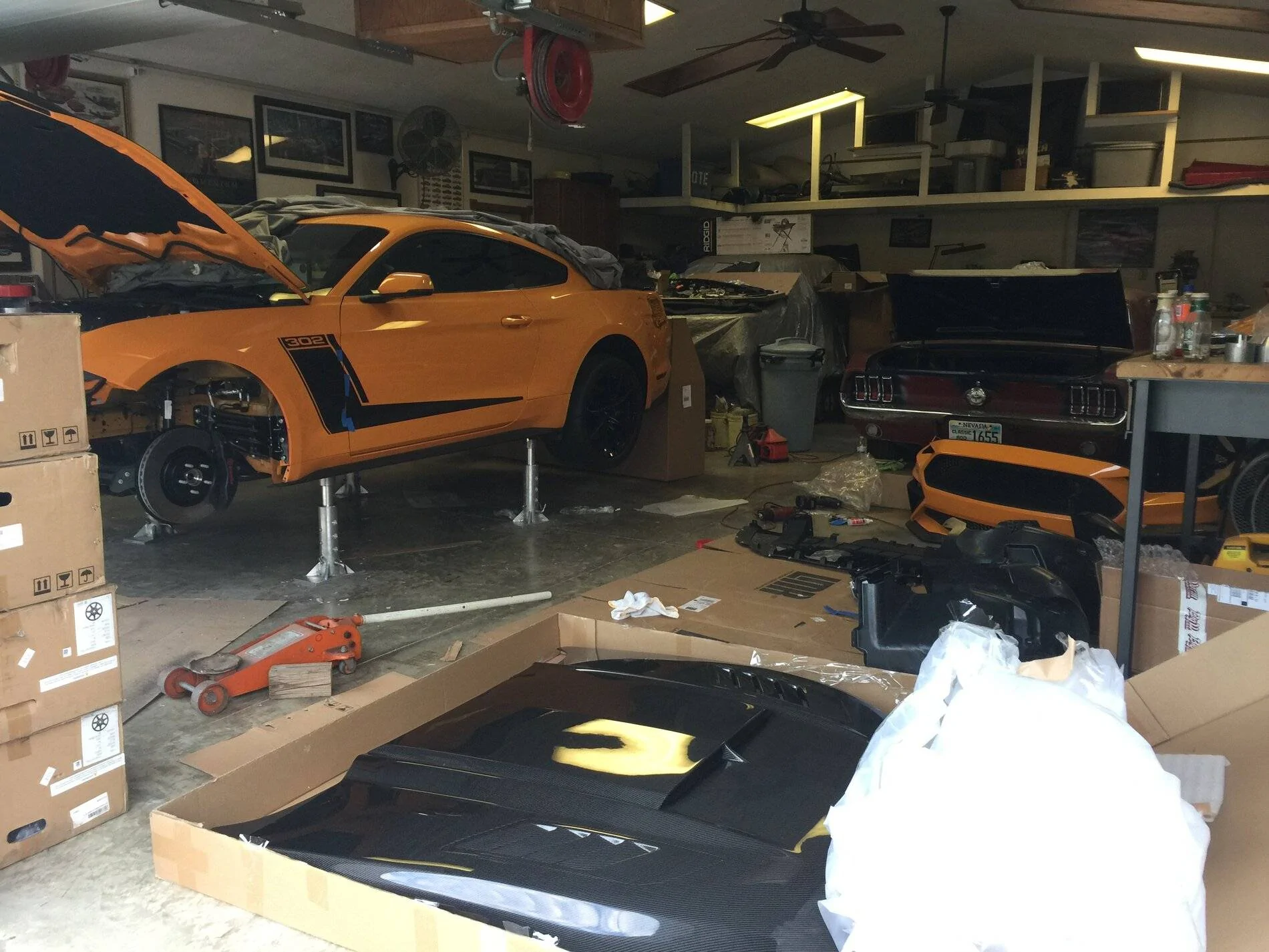 mustang jack 1.webp