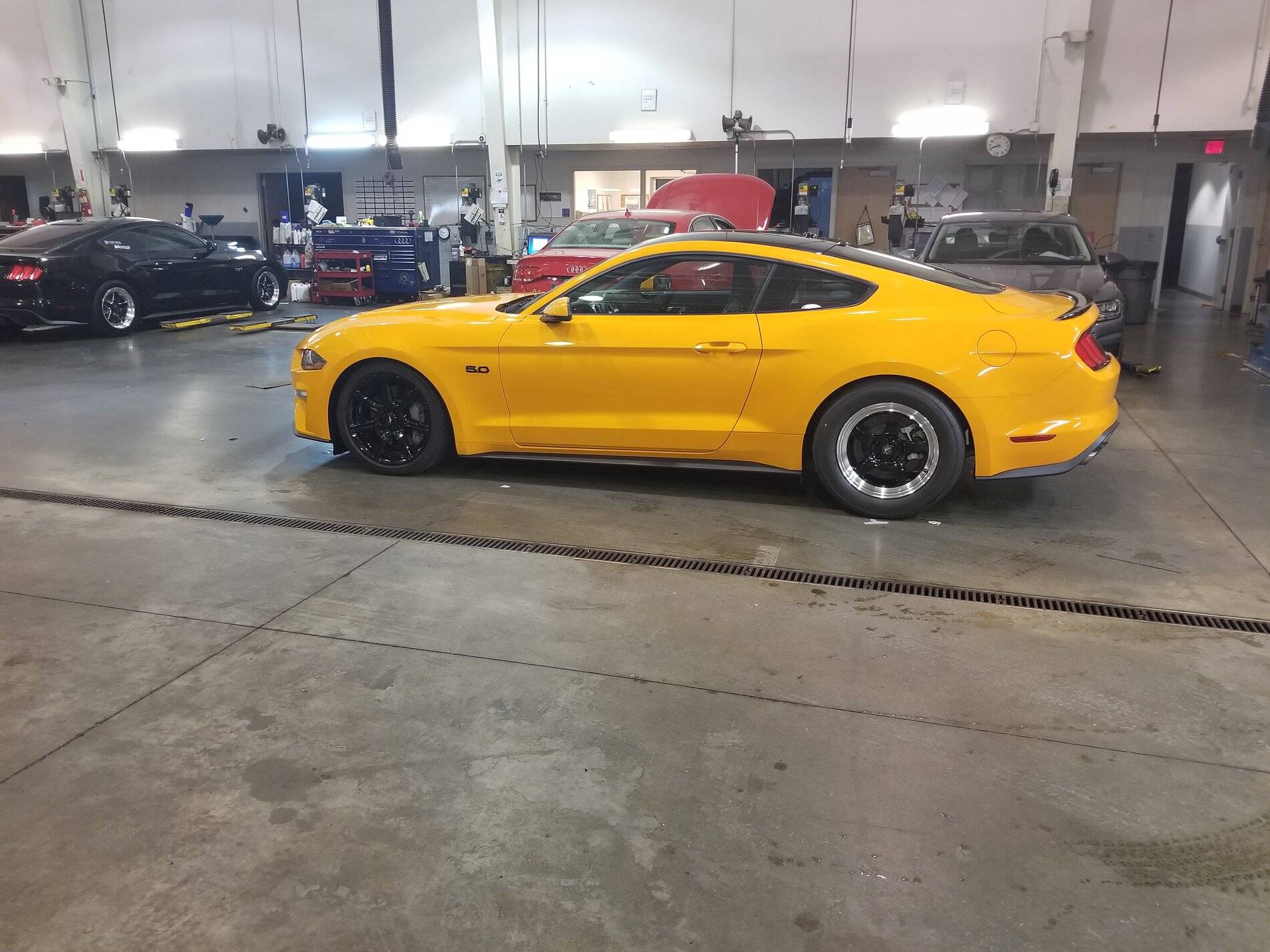 Mustang1.jpg
