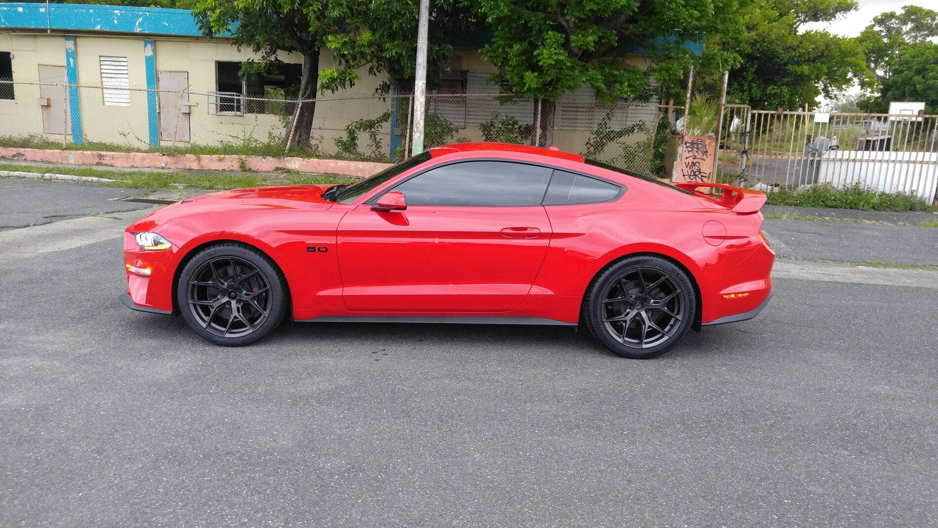 Mustang - Vossen.jpg