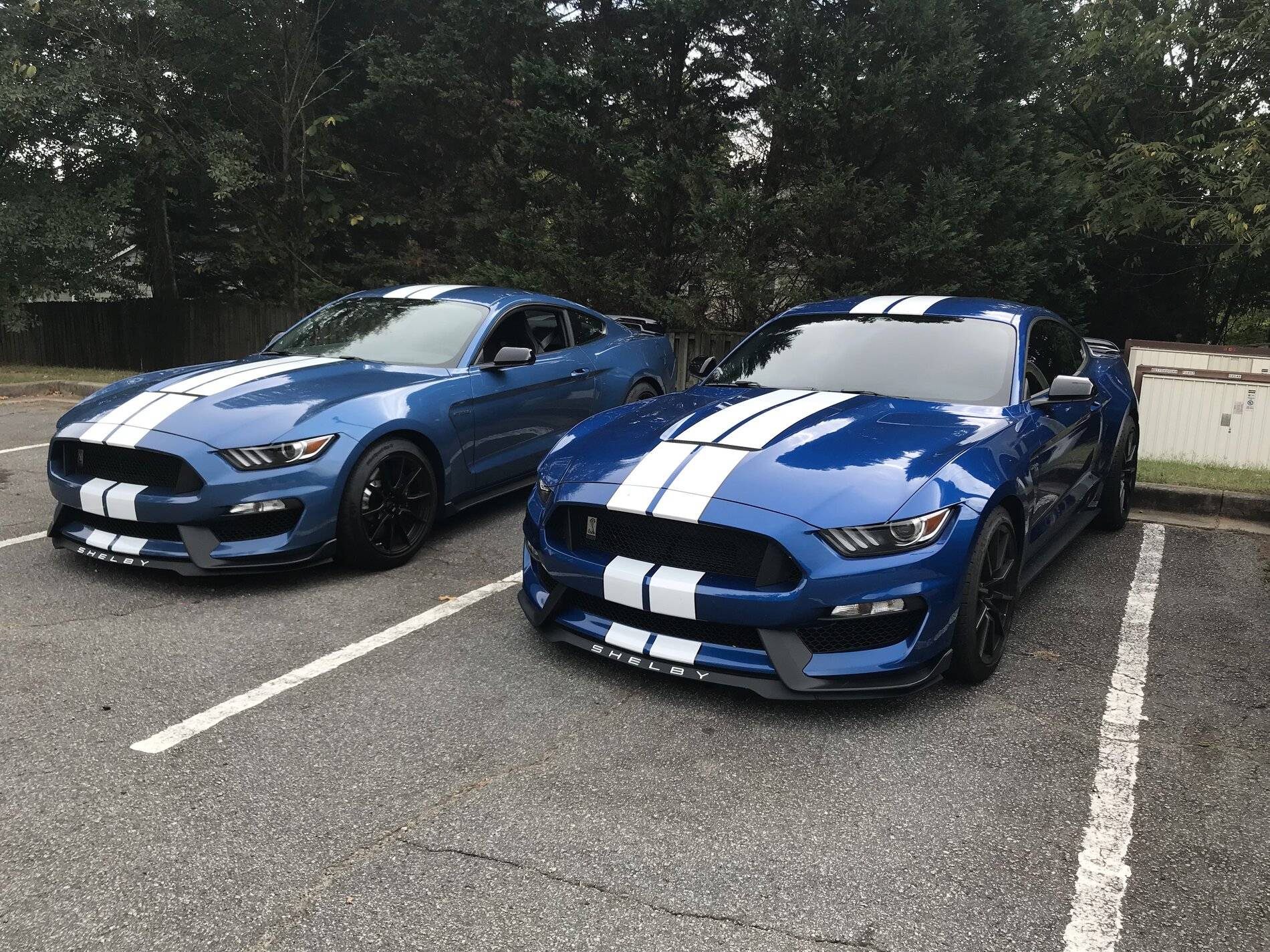 2 Blue Shelbys.jpg